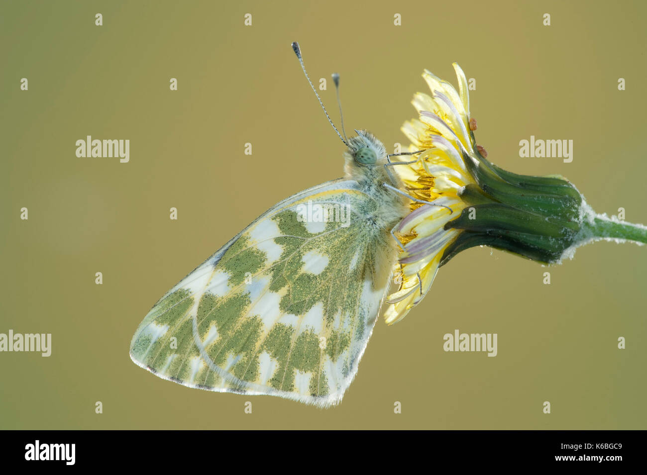 Badewanne weiß Schmetterling, Pontia daplidice, South West Europa & Nordafrika, Seitenansicht der Flügel auf Blume, tritt in der Paläarktis Region. Es ist üblich, Stockfoto