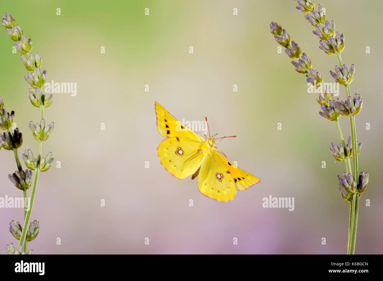 Berger getrübt gelben Schmetterling, Colias Australis, UK, männliche Seltene Sommer Besucher, fast nicht zu unterscheiden von der blassen Gelb hyale getrübt. Diese s Stockfoto