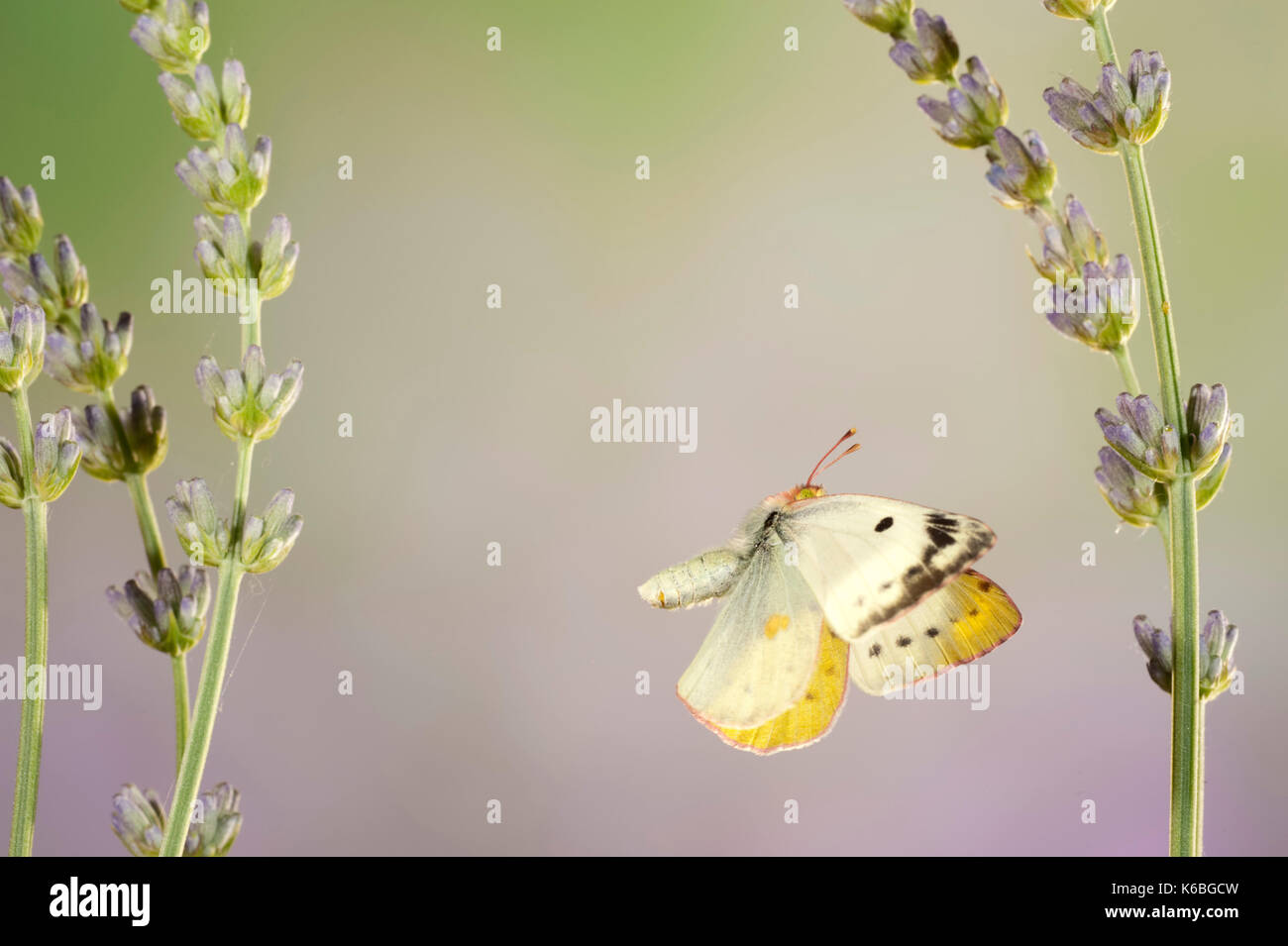 Berger getrübt gelben Schmetterling, Colias Australis, Weiblich, UK, seltene, fast nicht zu unterscheiden von der blassen Gelb hyale getrübt. Thi Stockfoto