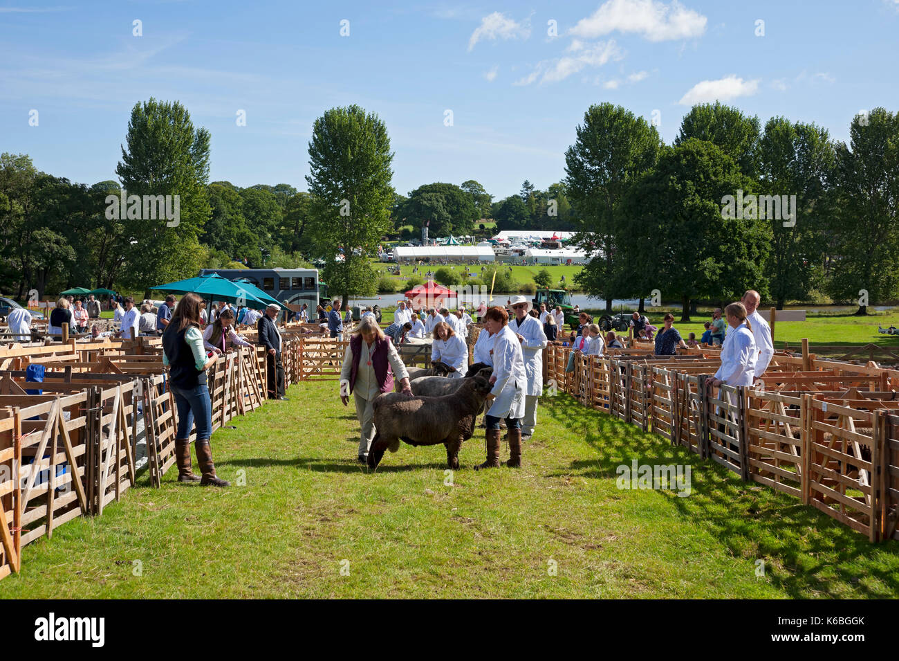 Bauern zeigen ihre Schafe auf der Ripley Show im Sommer North Yorkshire England Großbritannien Großbritannien Großbritannien Großbritannien Großbritannien Großbritannien Großbritannien Großbritannien Großbritannien Großbritannien Großbritannien Großbritannien Großbritannien Großbritannien Großbritannien und Nordirland Stockfoto