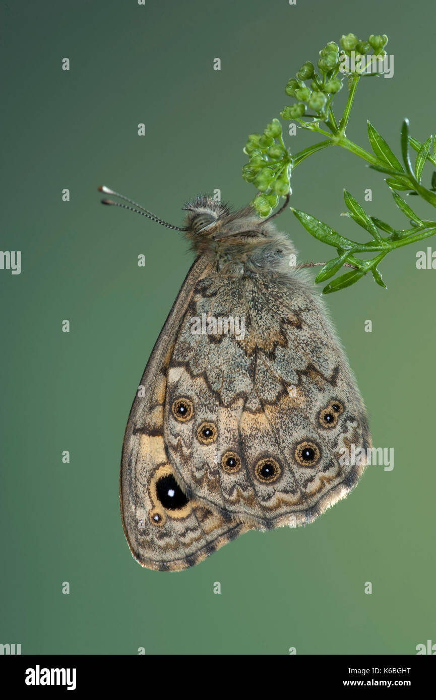 Wand Schmetterling, Lasiommata megera, KENT GROSSBRITANNIEN, ruht auf Strauch, Unterseite der Flügel, Auge Flecken Stockfoto