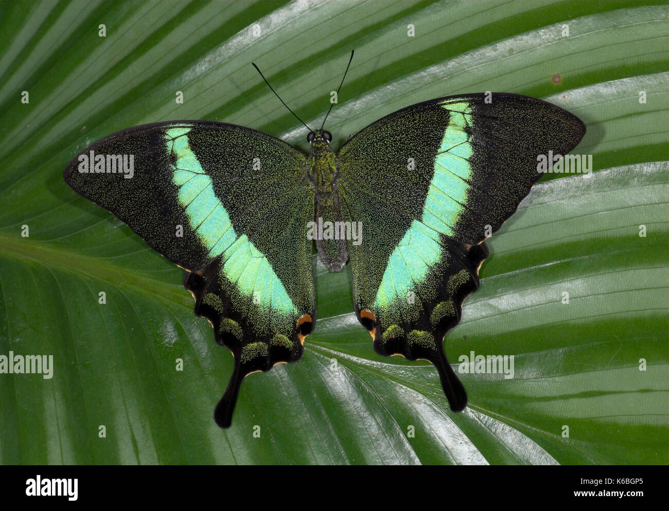 Emerald Schwalbenschwanz Schmetterling, Papilio Palinurus-arten, Flügel geöffnet auf Blatt ruht, Philippinen Stockfoto
