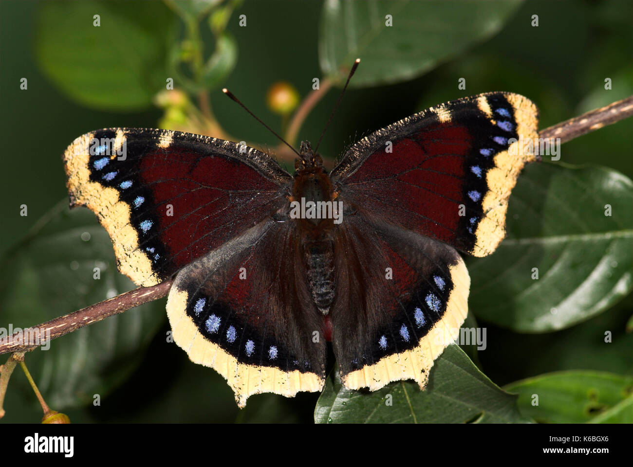 Camberwell Beauty Schmetterling, Nymphalis antiopa, Flügel ausgestreckt, offenen, dunklen Farben mit blauen Flecken und Cremefarbenen Rand, wandert in Großbritannien aus Europa, p Stockfoto