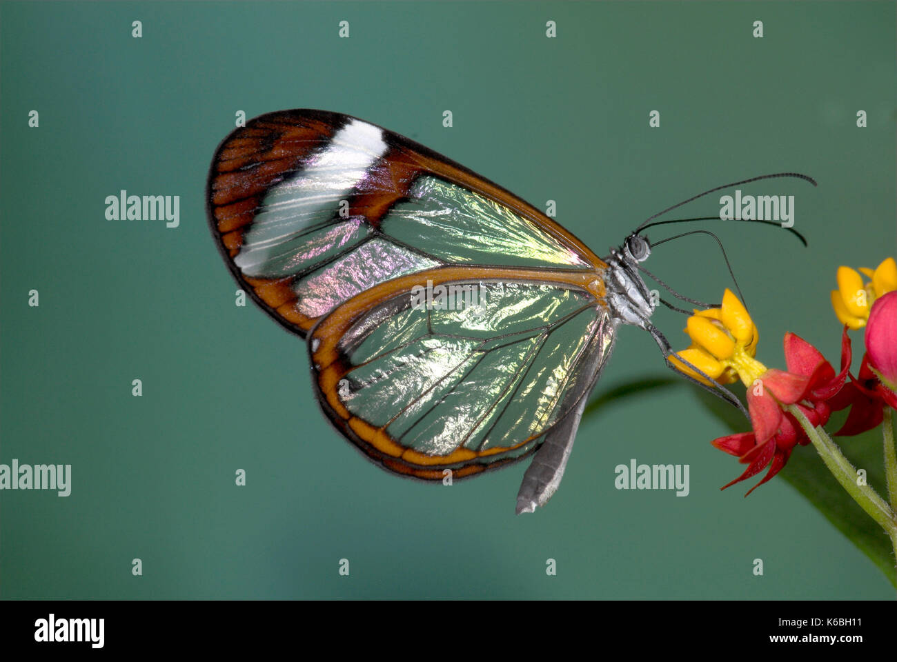 Greta Oto, Glasswing Clearwing, Schmetterling, Mittelamerika, Fütterung auf Blume, Stockfoto