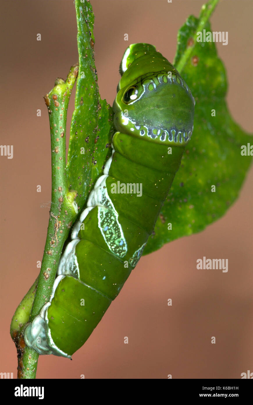 Kalk Schwalbenschwanz Schmetterling Raupe, Papilio demoleus, Grün mit großen falschen Kopf und Auge Flecken, auf Pflanze getarnt Stockfoto