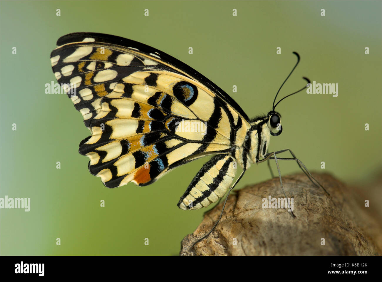 Kalk Schwalbenschwanz Schmetterling Fütterung, Papilio demoleus, Seitenansicht der Flügel über dem Körper gehalten, angeschlossen an thorax Stockfoto