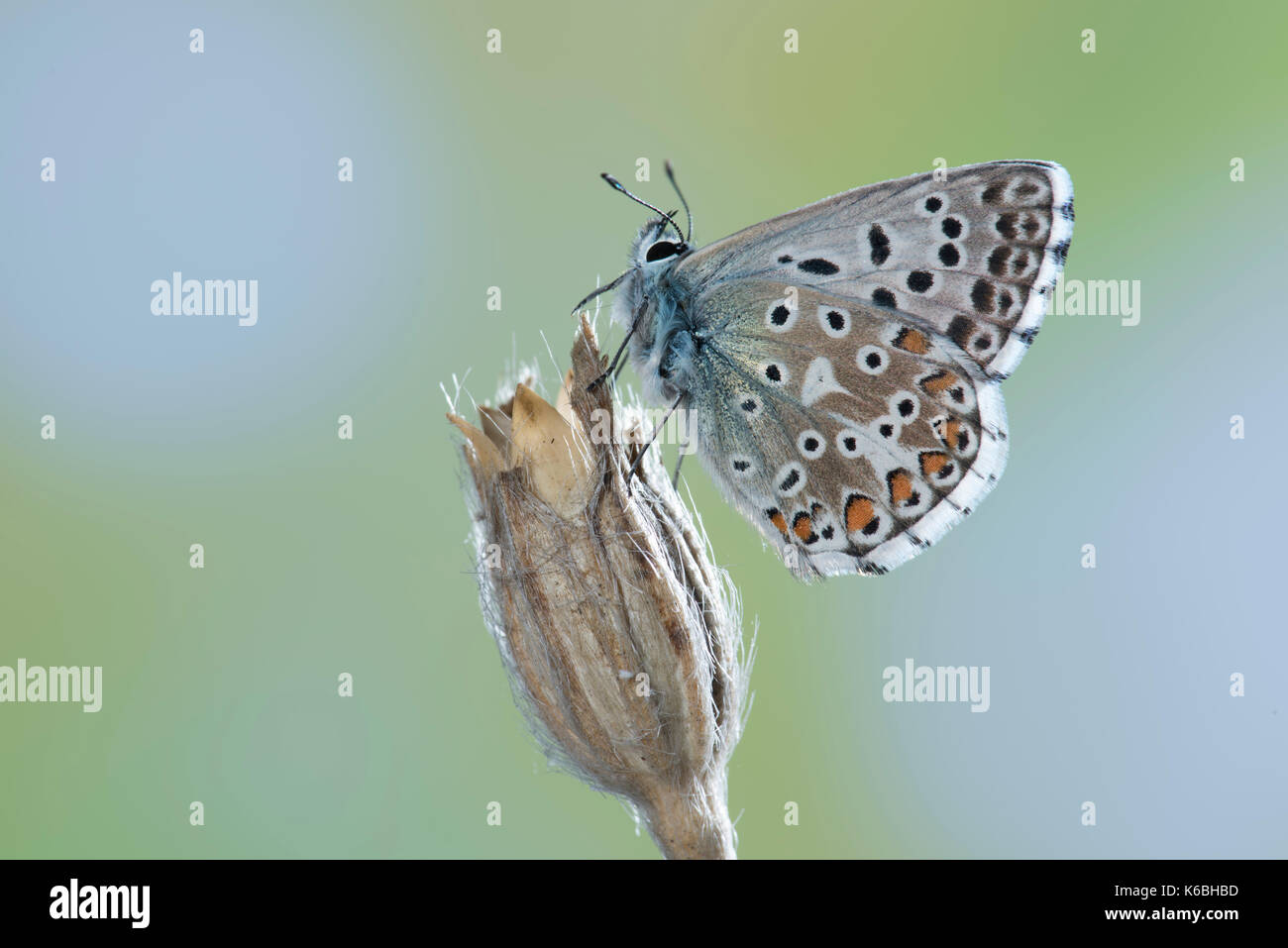 Adonis Blue Butterfly, Lysandra bellargus, Vereinigtes Königreich, auf blühenden Stengel Stockfoto