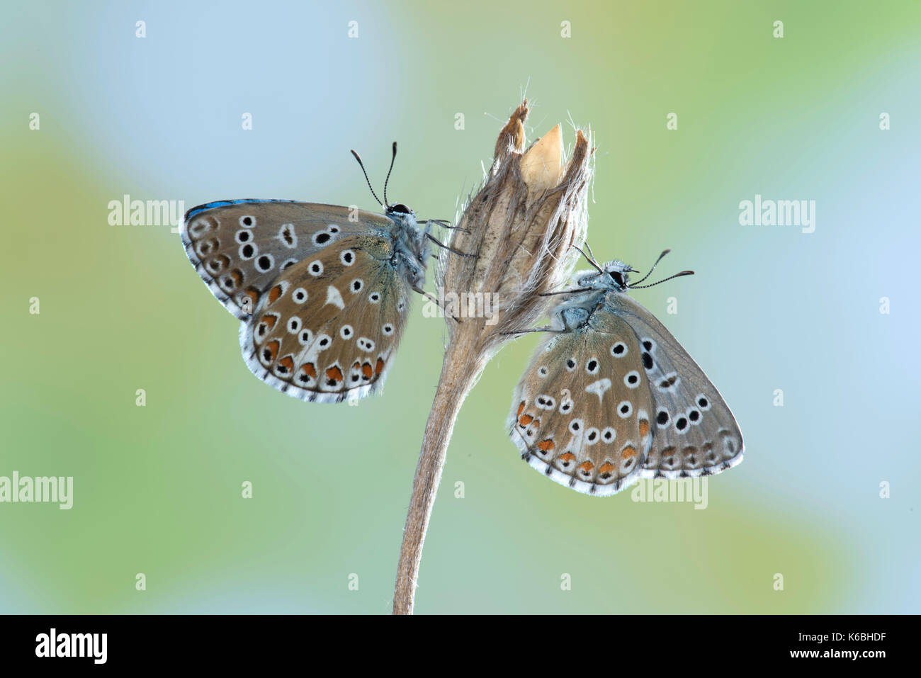 Adonis Blue Butterfly, Lysandra bellargus, Vereinigtes Königreich, Paar miteinander am Blütentrieb perhced Stockfoto