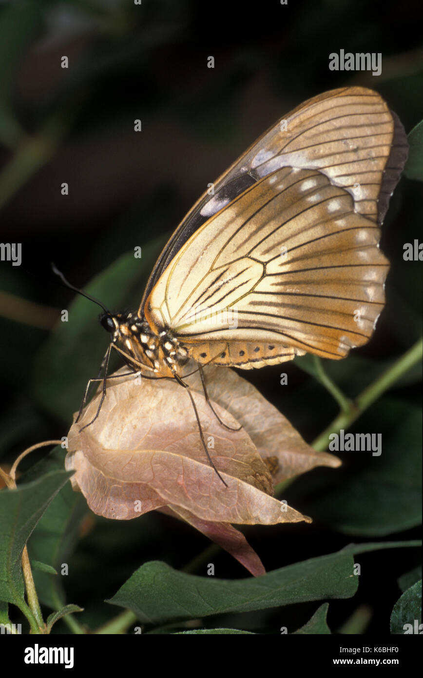 Spötter Schwalbenschwanz Schmetterling, Papilio dardanus, Afrika, weiblich, die Unterseite der Flügel, Stockfoto
