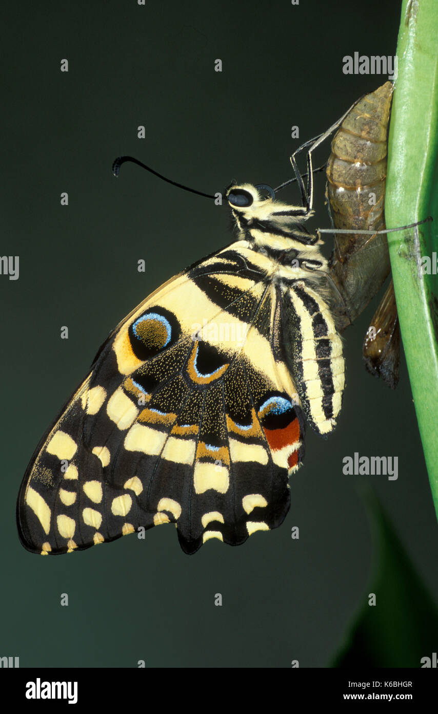 Kalk Schwalbenschwanz Schmetterling, Papilio demoleus, Asien und Australien, gerade von Puppen, gemeinsame Kalk Schmetterling, Zitrone Schmetterling geschlüpft, kleine Zitrusfrüchte Butter Stockfoto