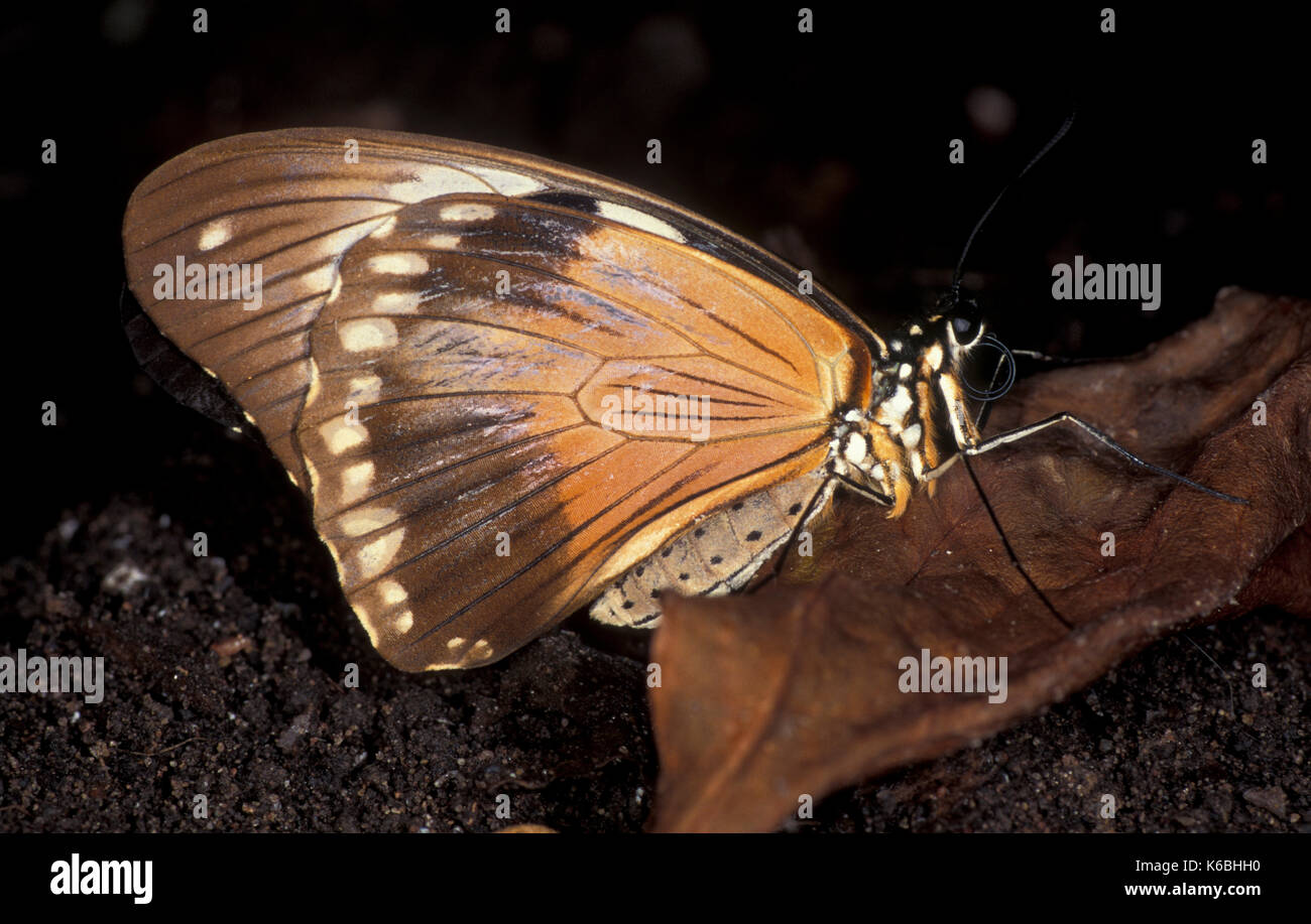 Spötter Schwalbenschwanz Schmetterling, Papilio dardanus ochracea, weiblich, Afrika, Unterseite der Flügel Stockfoto