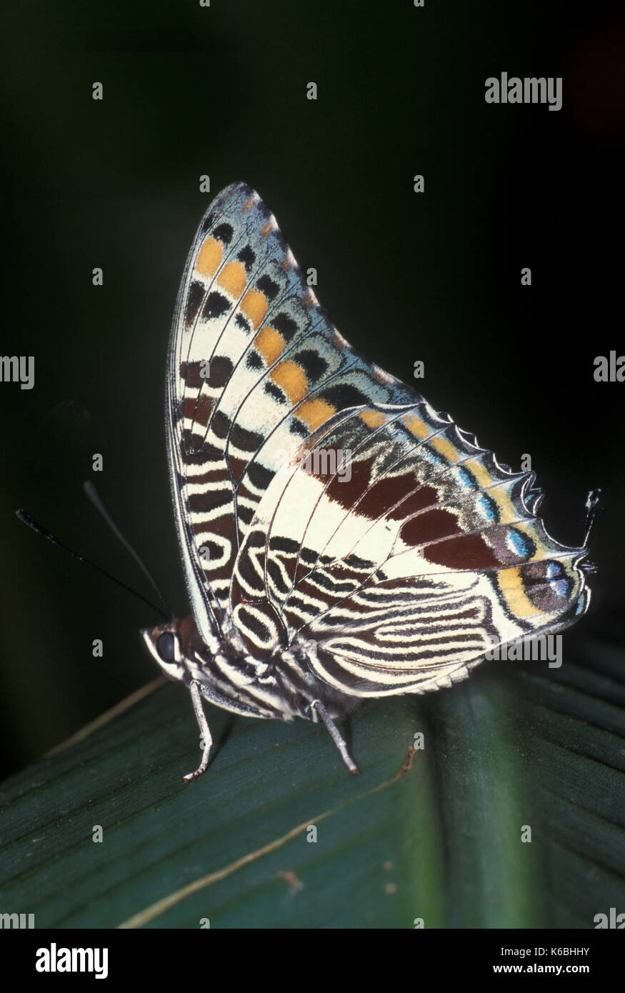 Two tailed Pasha oder Foxy Kaiser Schmetterling, Charaxes jasius, Afrika, Unterseite der Flügel, Stockfoto