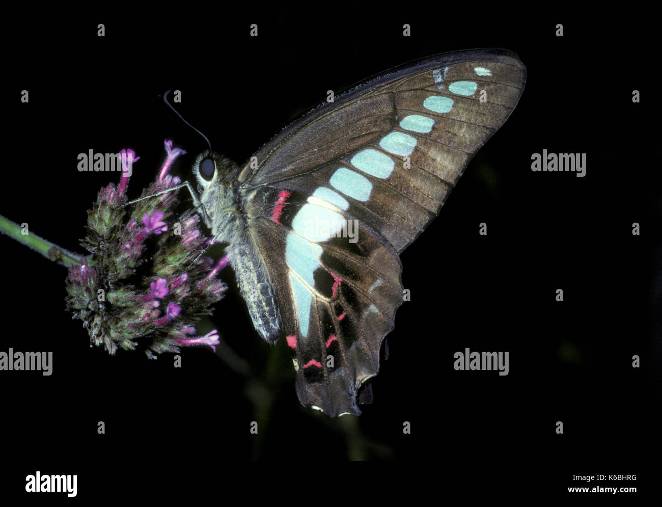 Gemeinsame Jay Schmetterling, Schmetterling doson, Asien, Seitenansicht Fütterung auf Blume, tropischen papilionid (Schwalbenschwanz) Schmetterling mit hellblauen semi-transparenten c Stockfoto