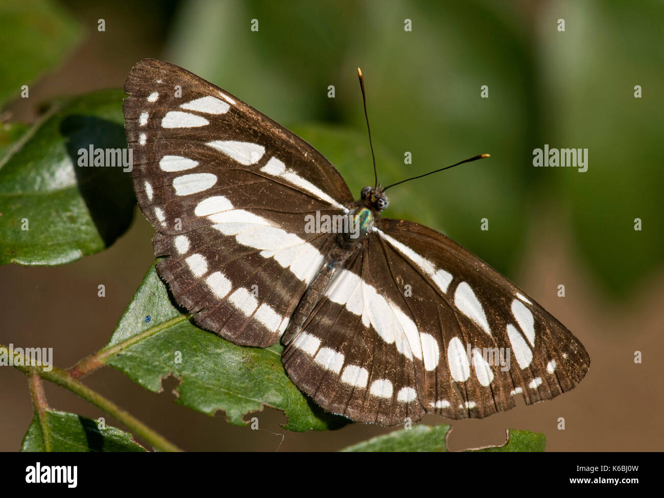 Gemeinsame Sailor Schmetterling, Neptis Hylas, schwarze und weiße Streifen, Corbett National Park, Uttarakhand, Indien Stockfoto