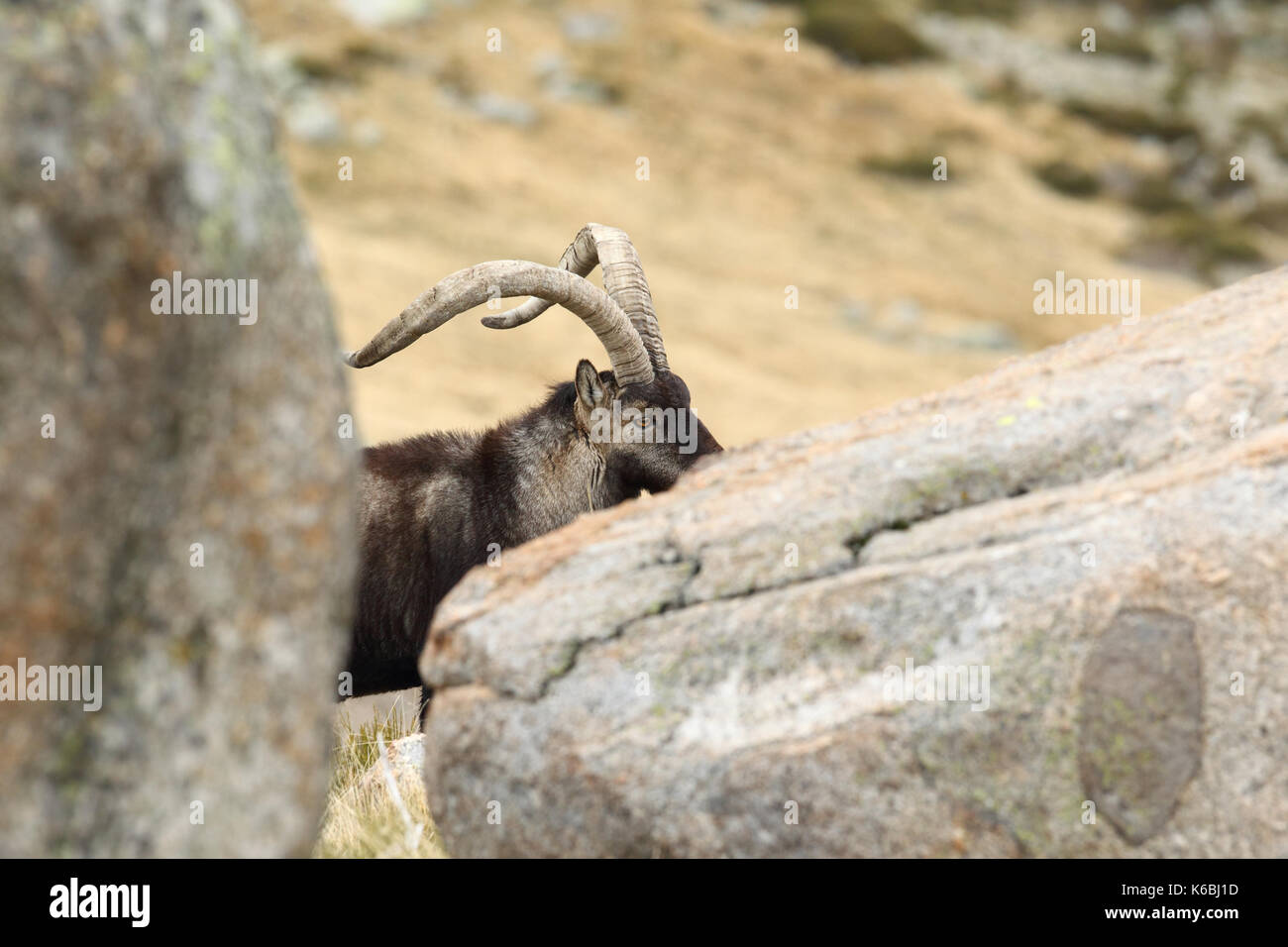 Spanische ibex - paarungszeit Stockfoto