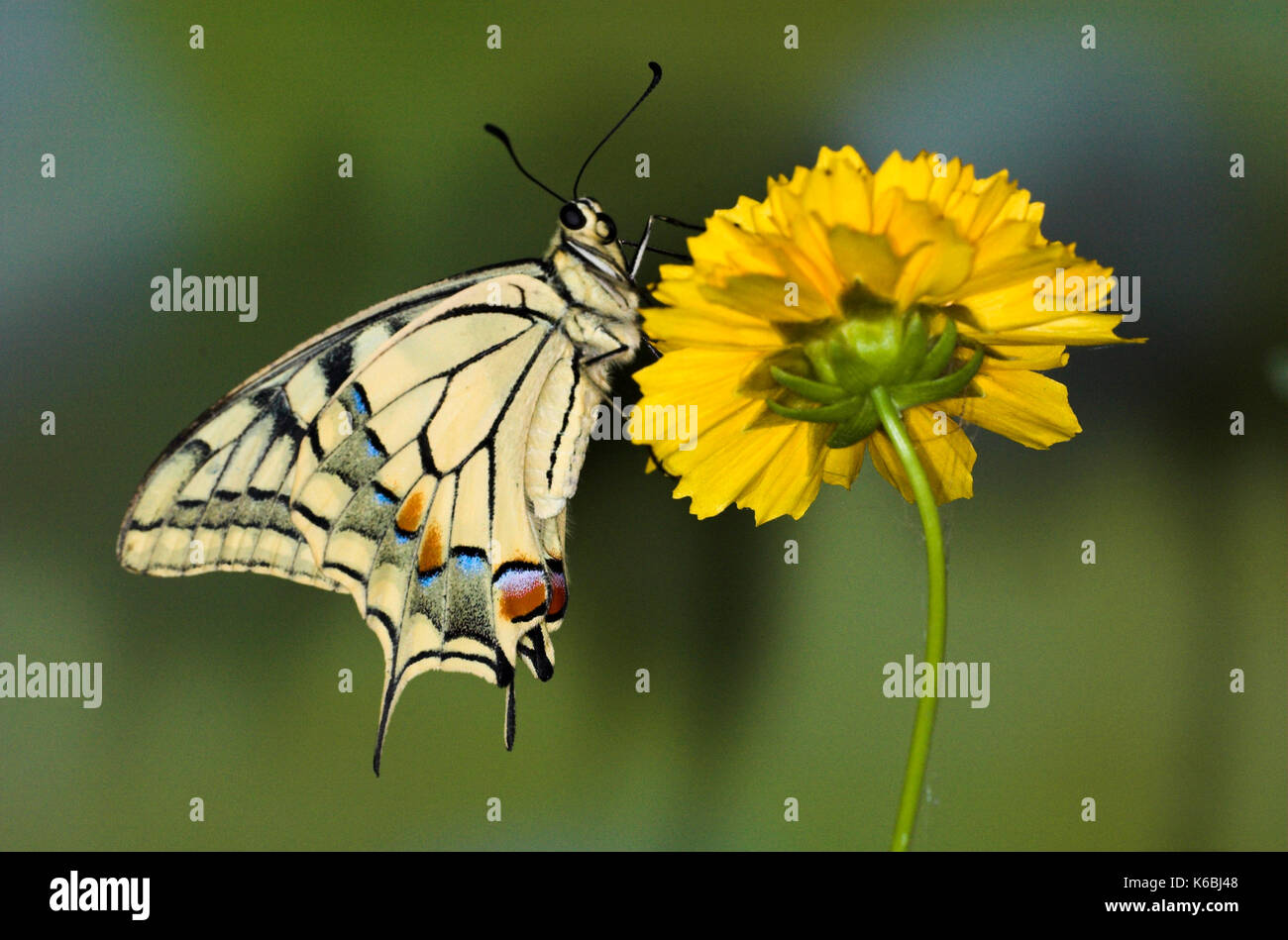 Schwalbenschwanz Schmetterling, Pieris Rapae, ruht auf gelbe Blume Stockfoto