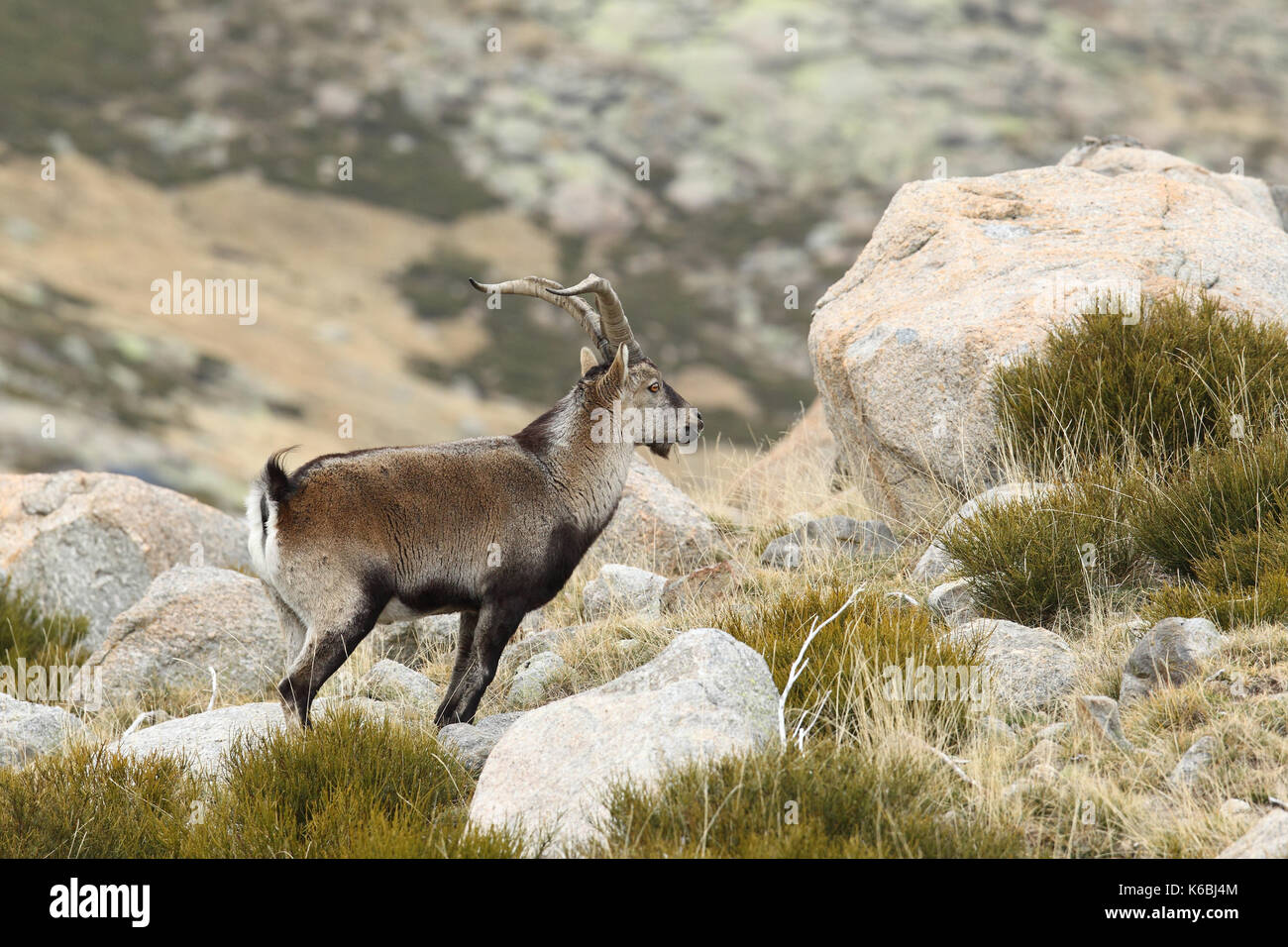 Spanische ibex - paarungszeit Stockfoto