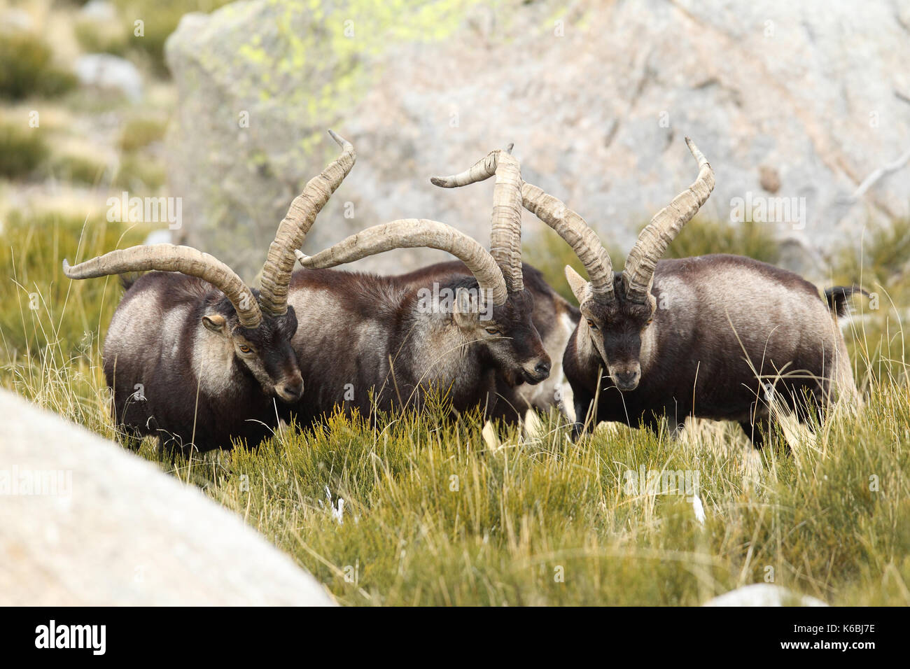 Spanische ibex - paarungszeit Stockfoto
