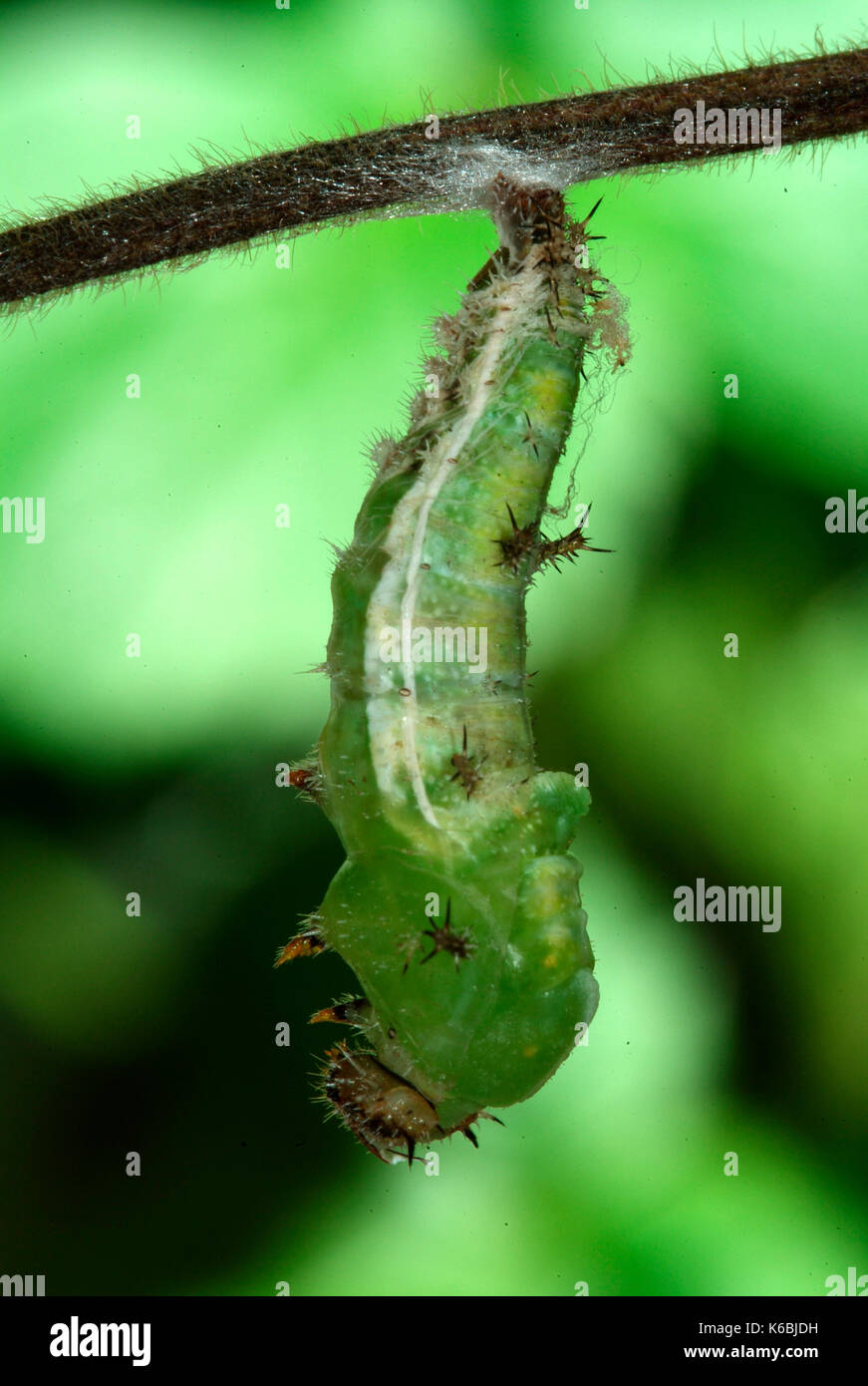 White Admiral Schmetterling Raupe, Larven, Ladoga Camilla, hängen an honesuckle Stammzellen Vorbereitung zu verpuppen, grüne Puppen, Puppe, hellen Hintergrund Stockfoto
