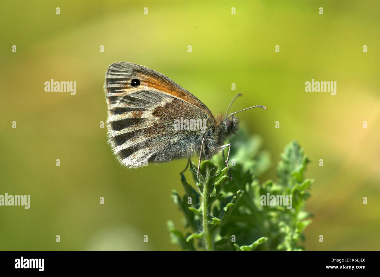 Kleine Heide Schmetterling, Coenonympha pamphilus, ruht auf Strauch, die Unterseite der Flügel und Auge vor Ort Stockfoto