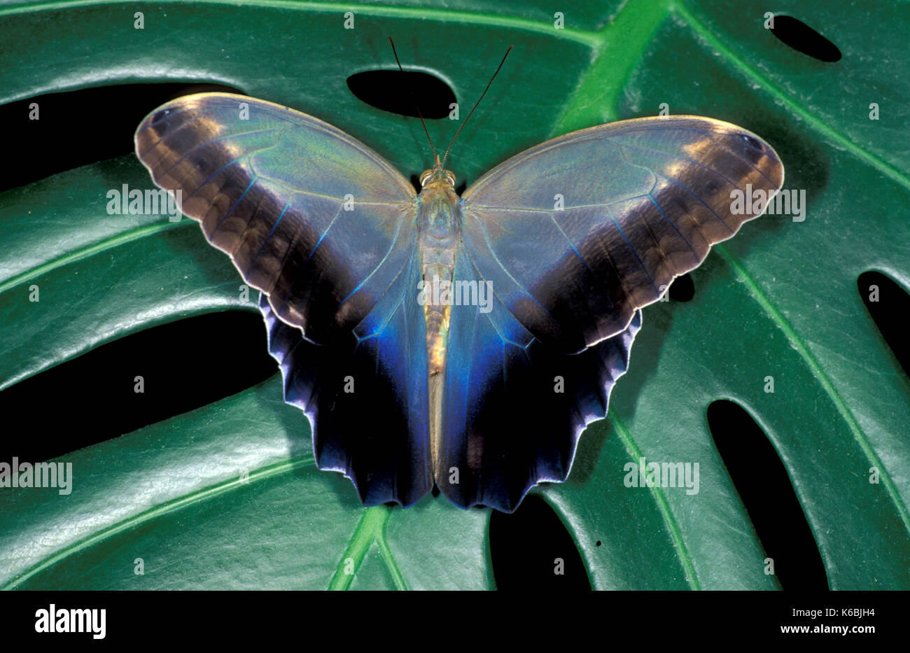 Owl butterfly offenen Flügeln, schillernden Blau gegen grüne Blätter, Erwachsener, Antenne Stockfoto