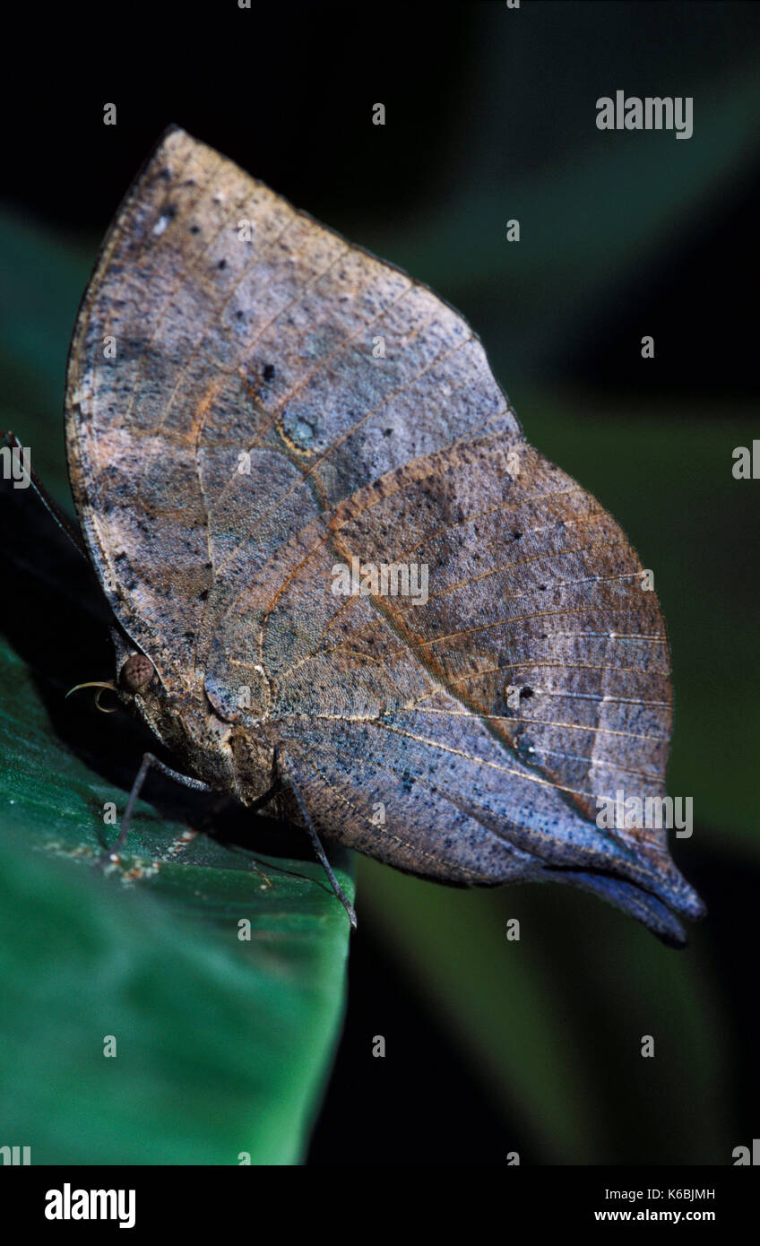 Indische Blatt Kallima paralekta Butterfly an der Unterseite der Flügel getarnt Stockfoto