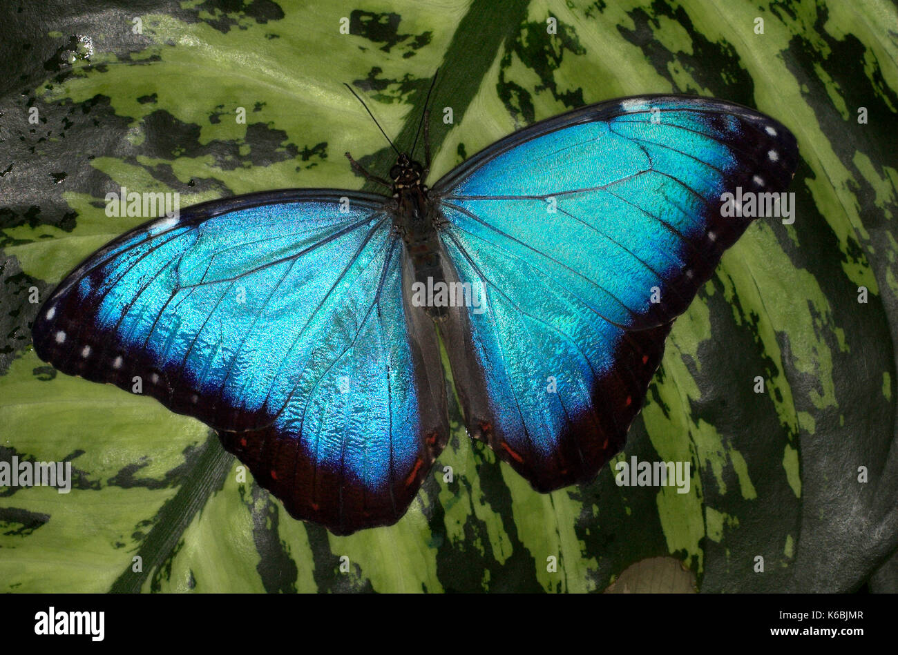 Morpho peleides Schmetterling, ruht auf Blatt mit Flügel öffnen, blau schillernden Farbe, Süd- & Mittelamerika, Fliegen Stockfoto