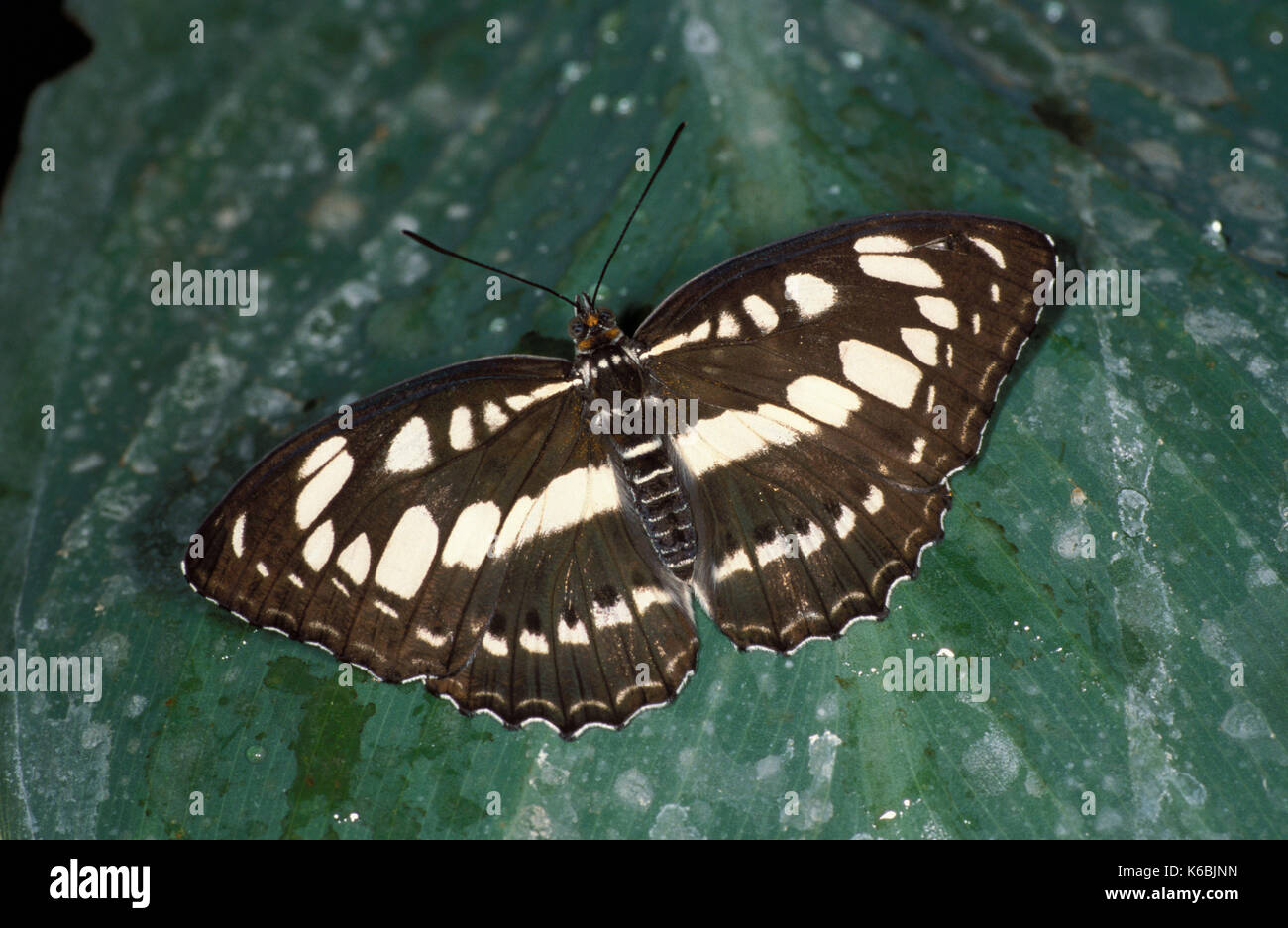Gemeinsame Sailor Schmetterling, Neptis Hylas, Farben Schwarz und Weiß, Flügel öffnen, ruht auf Blatt Stockfoto