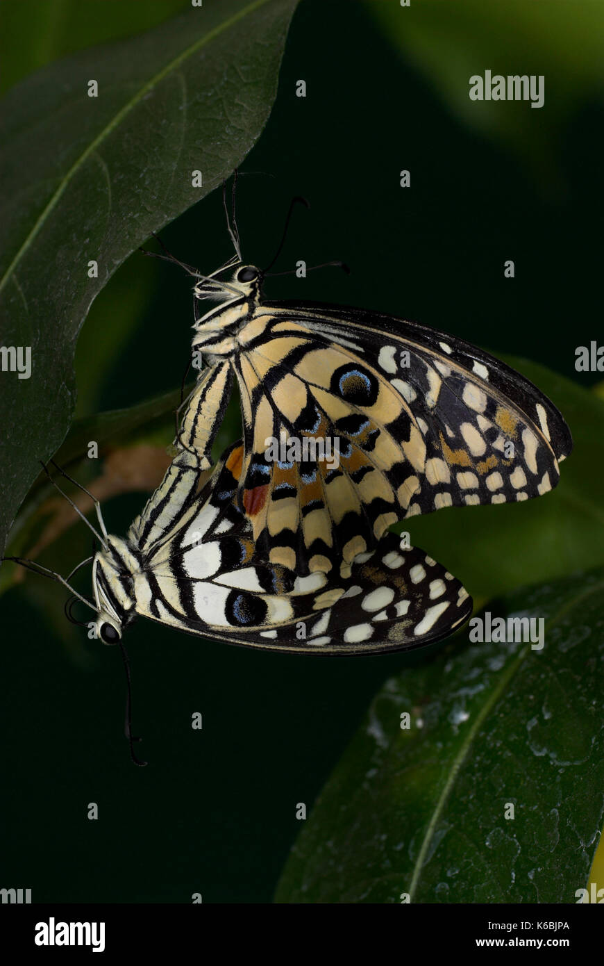 Kalk Schwalbenschwanz Schmetterling, Papilio demoleus, Paar Paarung, Thailand, South Asia Stockfoto