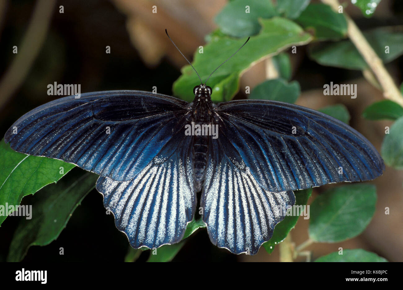 Scharlachroter Schwalbenschwanz Schmetterling, Papilio rumanzovia, Südostasien Stockfoto