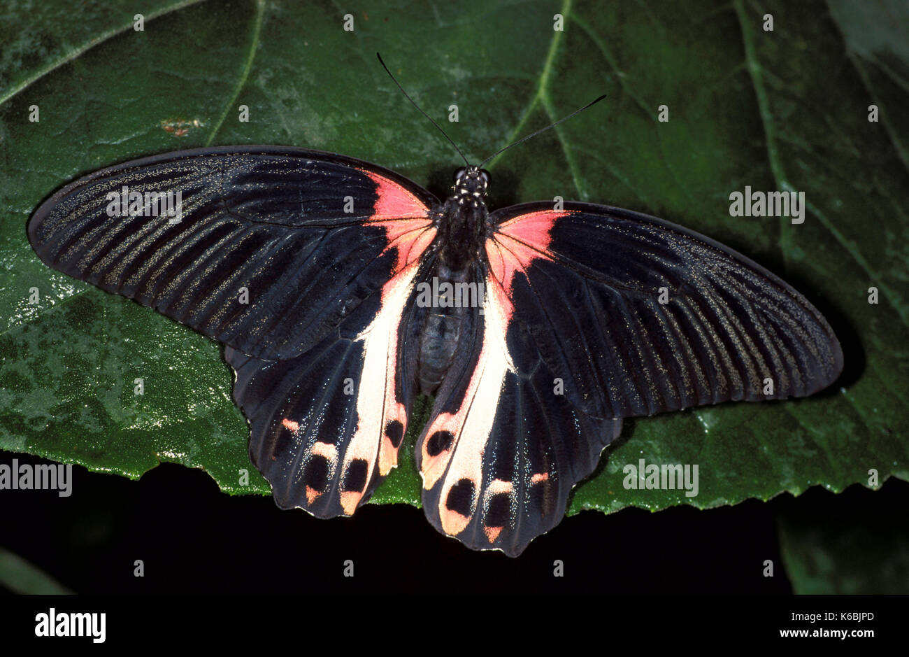 Scharlachroter Schwalbenschwanz Schmetterling, Papilio rumanzovia, schwarz und rosa Flügel Südostasien Stockfoto