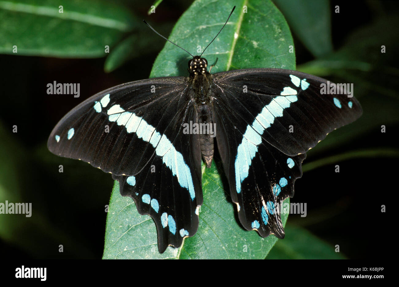 Blau gebändert Schwalbenschwanz Schmetterling, Papilio Phineus, ruht mit Flügeln öffnen, schwarz und blau Farben Stockfoto