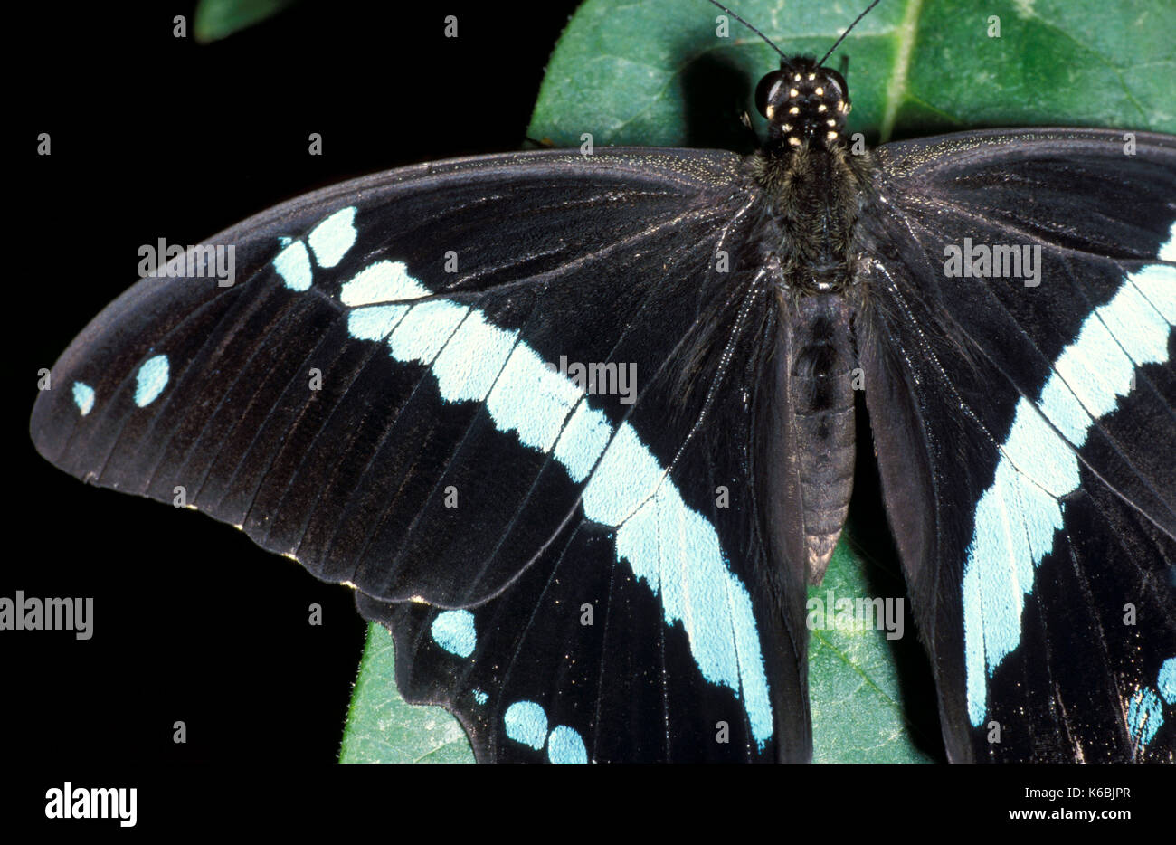 Blau gebändert Schwalbenschwanz Schmetterling, Papilio Phineus, ruht mit Flügeln öffnen, schwarz und blau Farben, Anzeigen wing Skalen Stockfoto