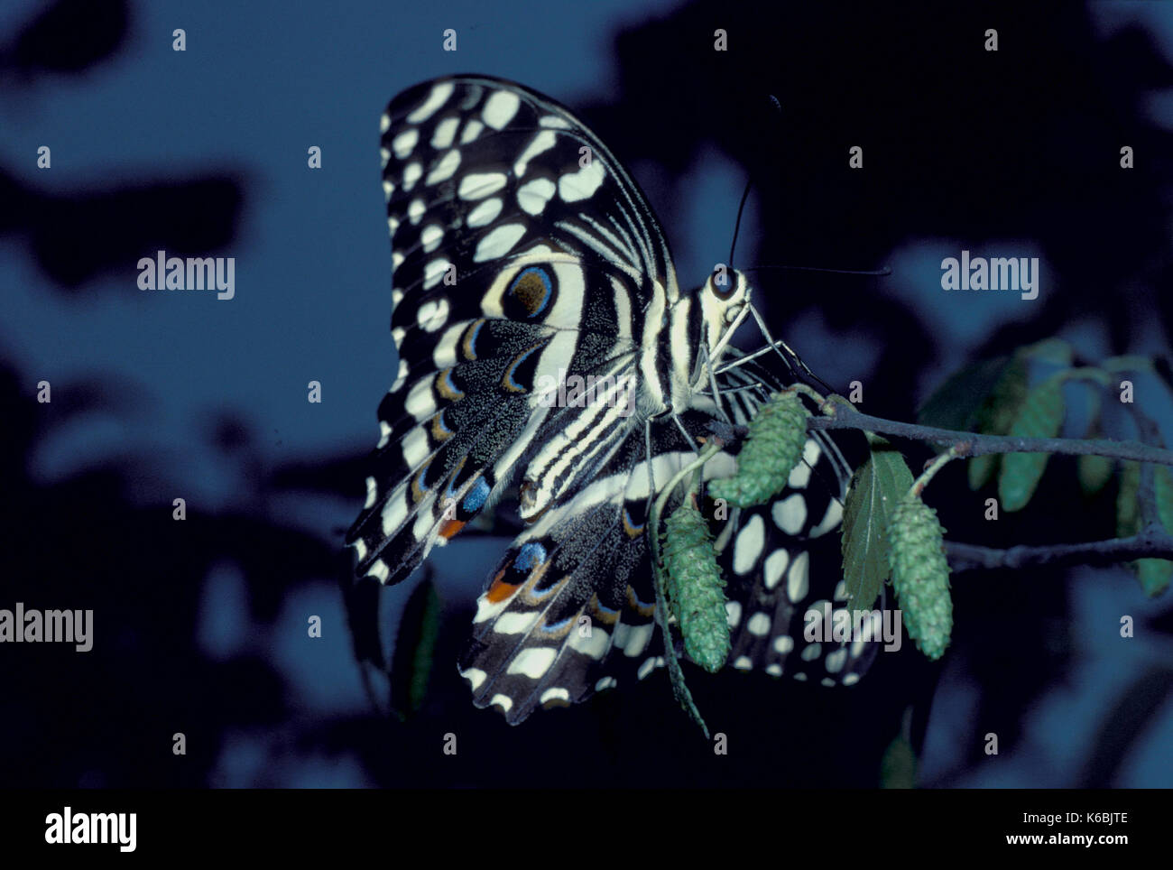 Citrus Swallowtail Butterfly, Papilio demodocus, ruht auf Strauch Blätter Stockfoto