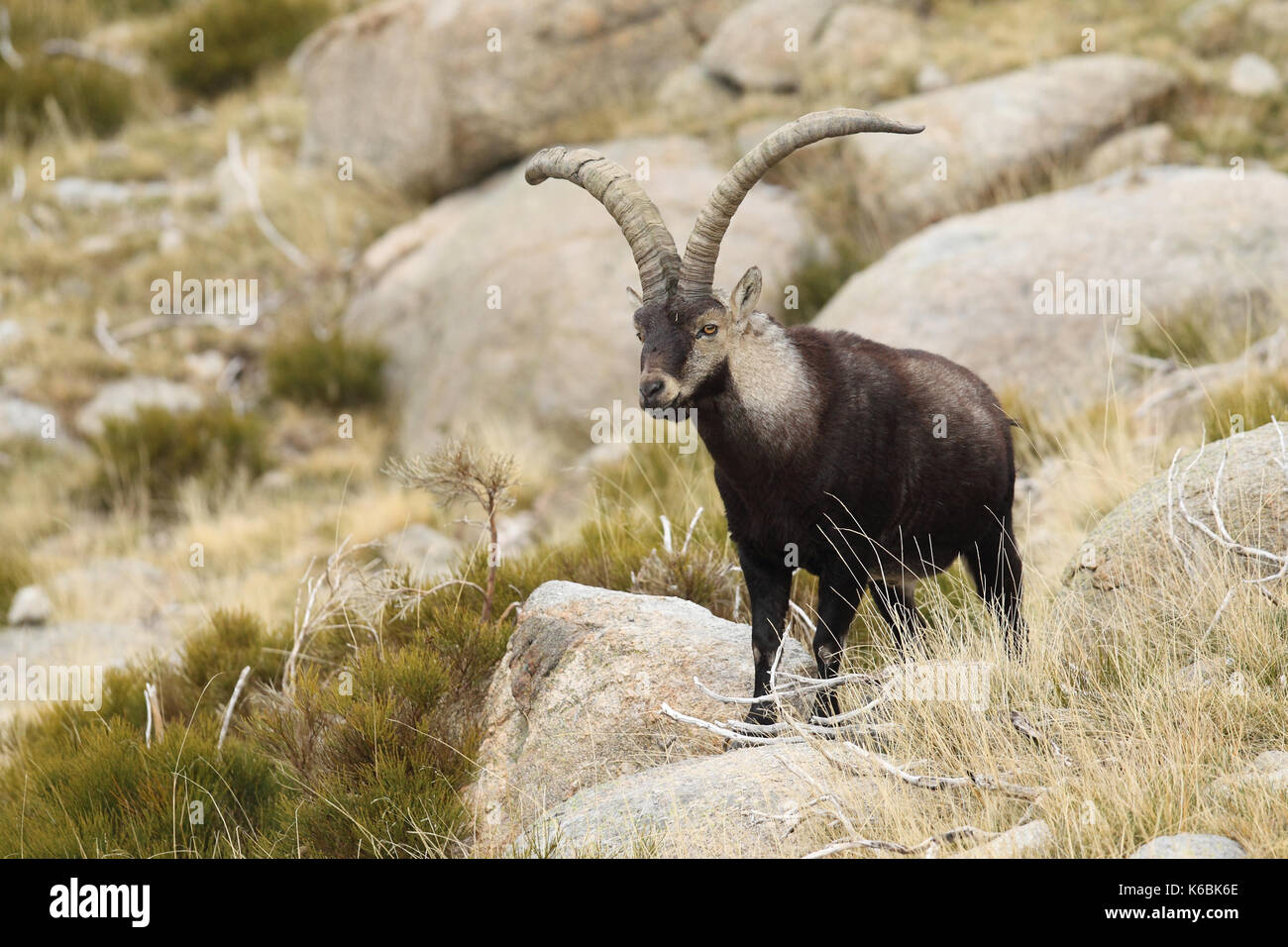 Spanische ibex - paarungszeit Stockfoto