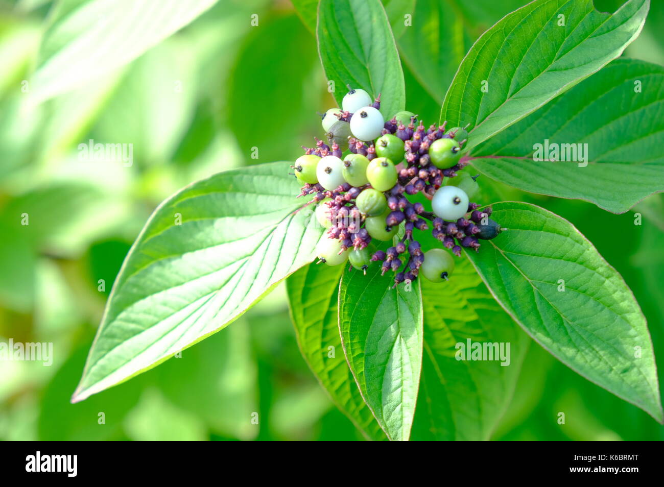 Holunder rinde -Fotos und -Bildmaterial in hoher Auflösung – Alamy