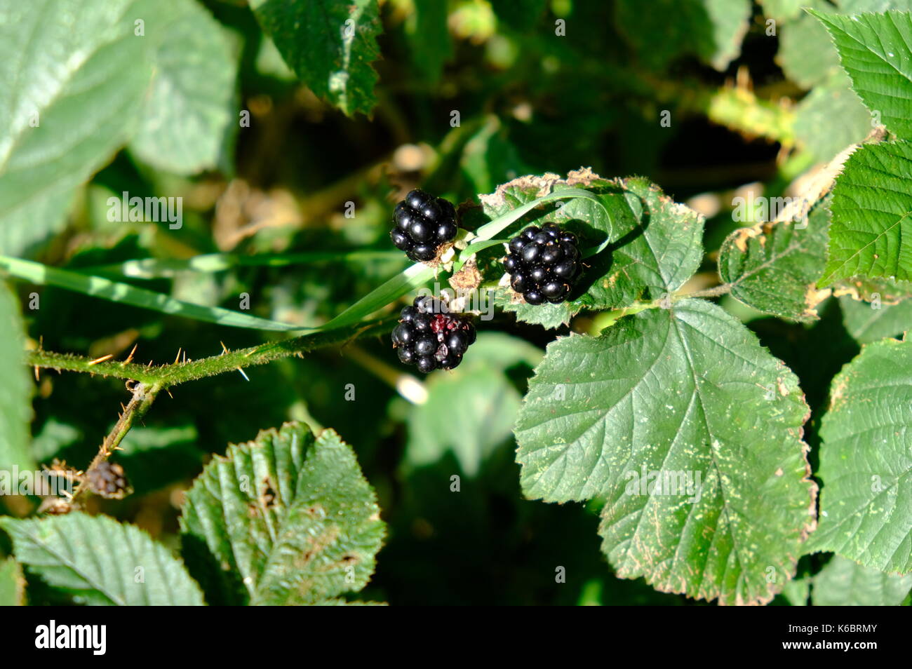 Holunder Busch Rinde Holunder rinde -Fotos und -Bildmaterial in hoher Auflösung – Alamy