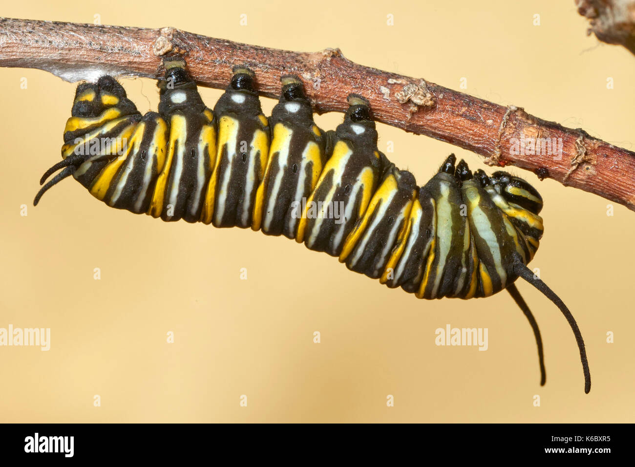 Caterpillar der Monarch butterfly, Ändern von der Raupe zur Puppe, asclepia Curassavica, monarchfalter (danaus Plexippus), chrysallis, Stockfoto