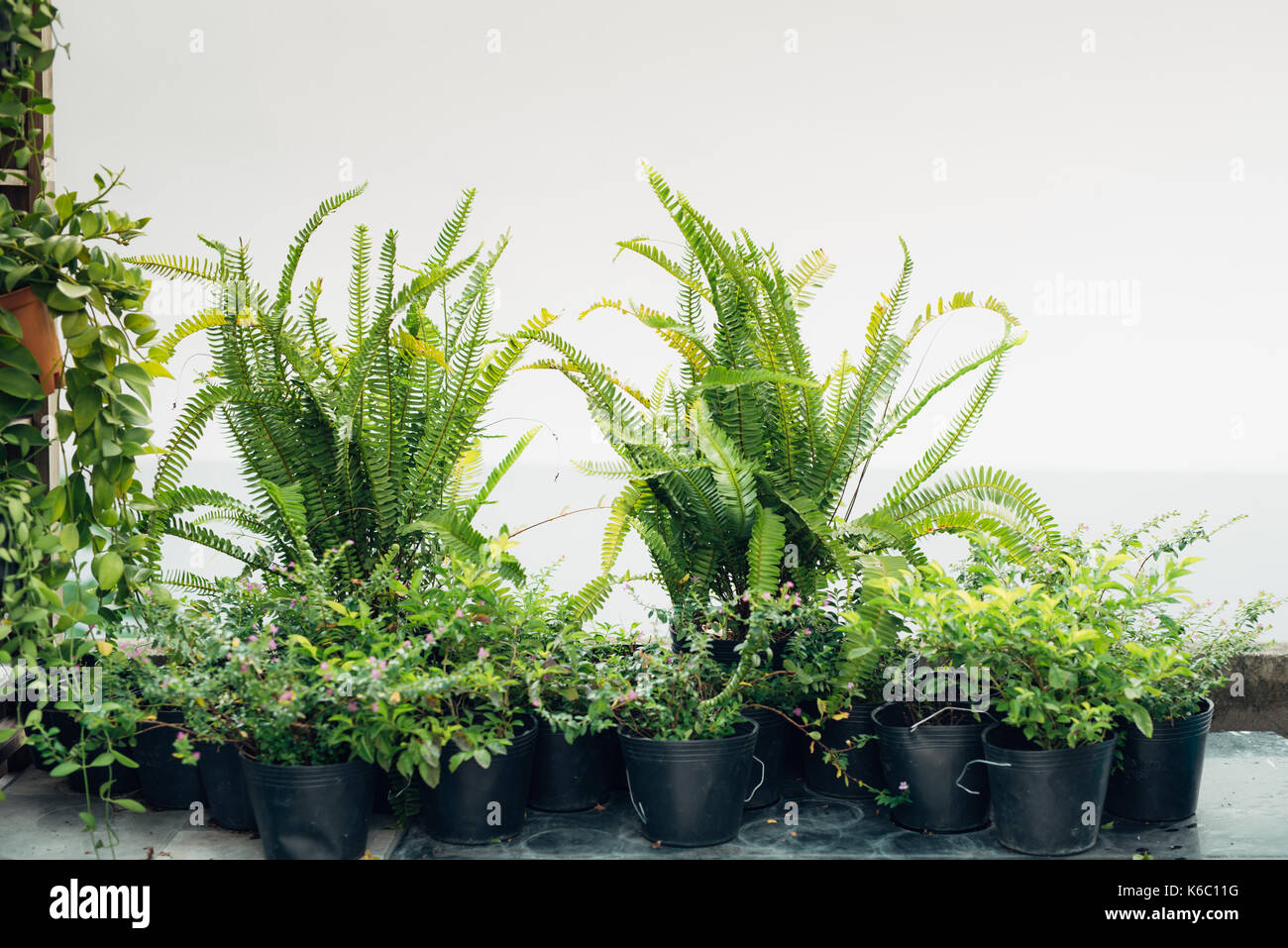 Home Garten Konzept. Topf Pflanzen in Töpfen zu Hause. Stockfoto