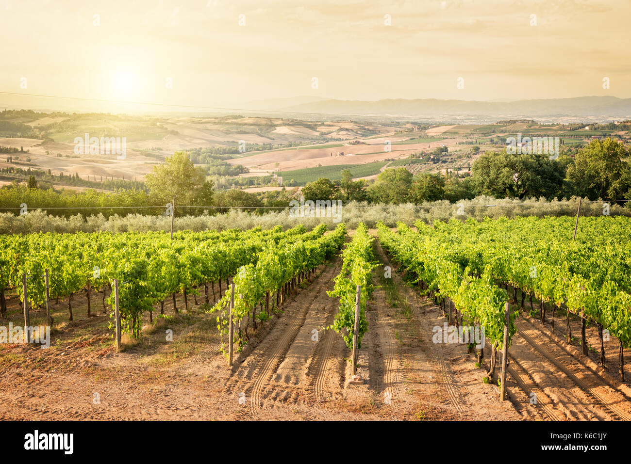 Weinberg in der Toskana in der Nähe von Montepulciano, Italien Stockfoto