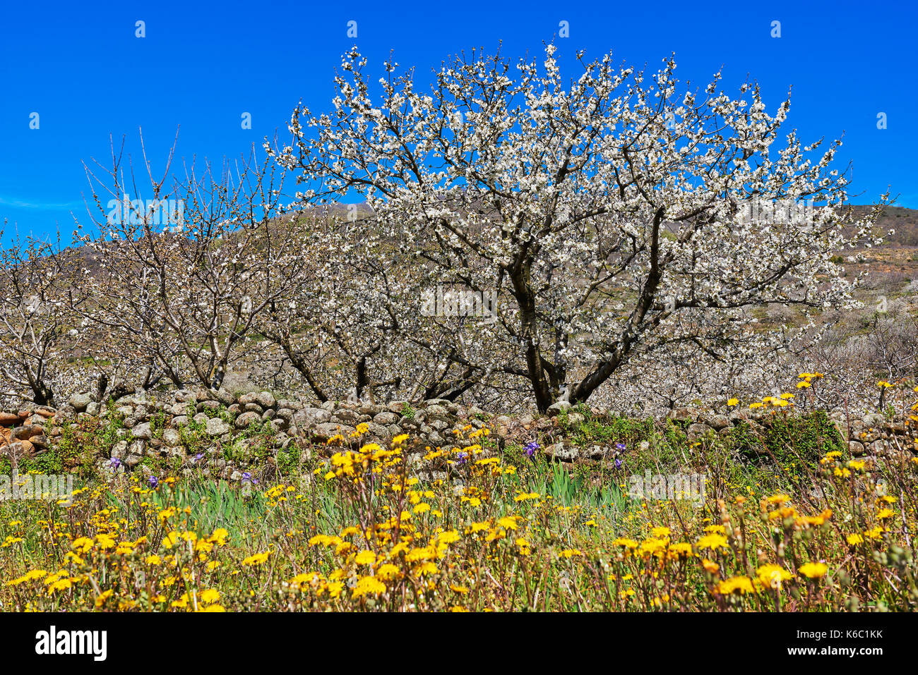 Kirschen (Prunus cerasus), die Kirschbäume in voller Blüte, jerte Tal, in der Provinz Cáceres, Extremadura, Spanien. Stockfoto