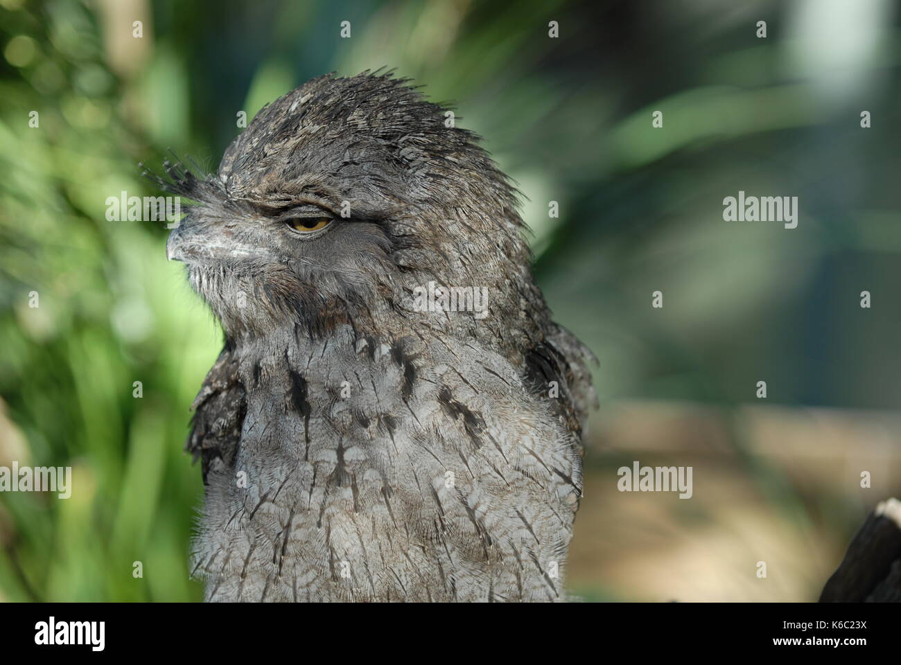 Papuan Frogmouth (ein Papuensis), FEATHERDALE WILDLIFE PARK, Doonside, New South Wales, AUS - 05. Mai 2007 . Tawny Frogmouth, Podargus strigoides ord Stockfoto