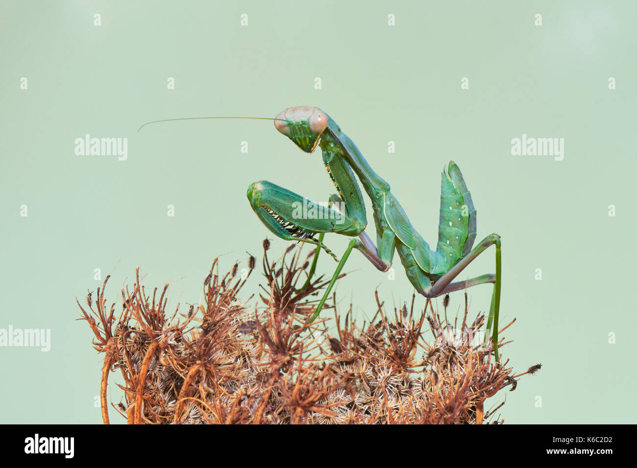Europäische gottesanbeterin oder Gottesanbeterin (Mantis Religiosa), Benalmadena, Provinz Malaga, Andalusien, Spanien. Stockfoto