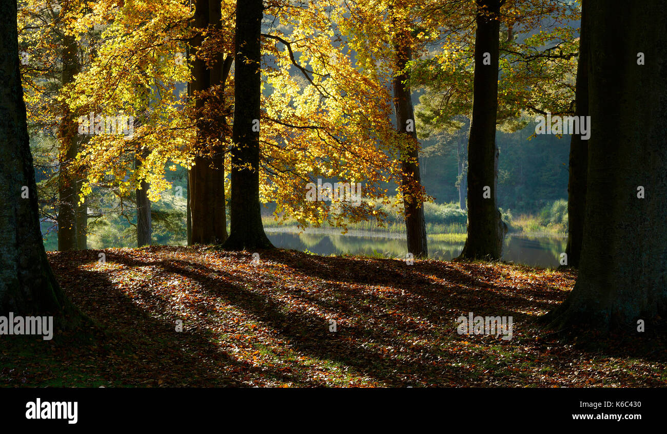 Herbst Blatt Stockfoto