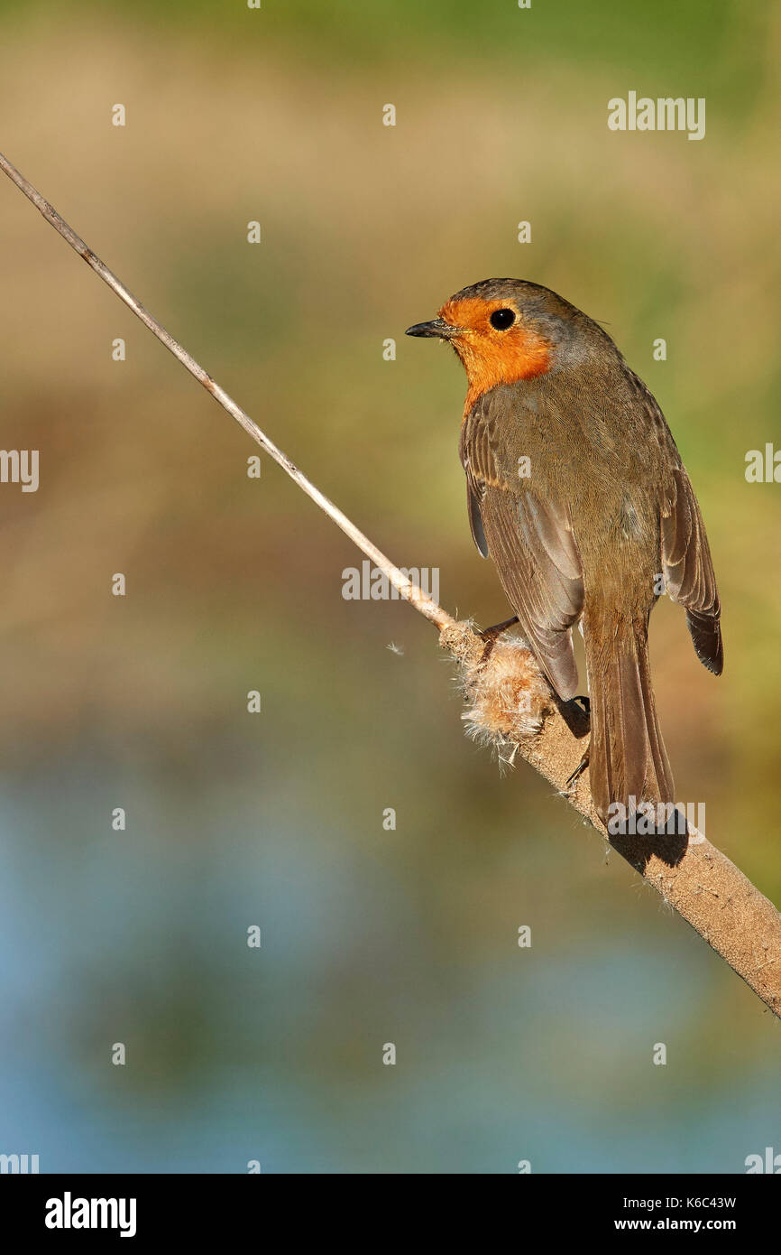 Europäische Robin (erithacus Rubecula). Malaga, Andalusien, Spanien. Stockfoto