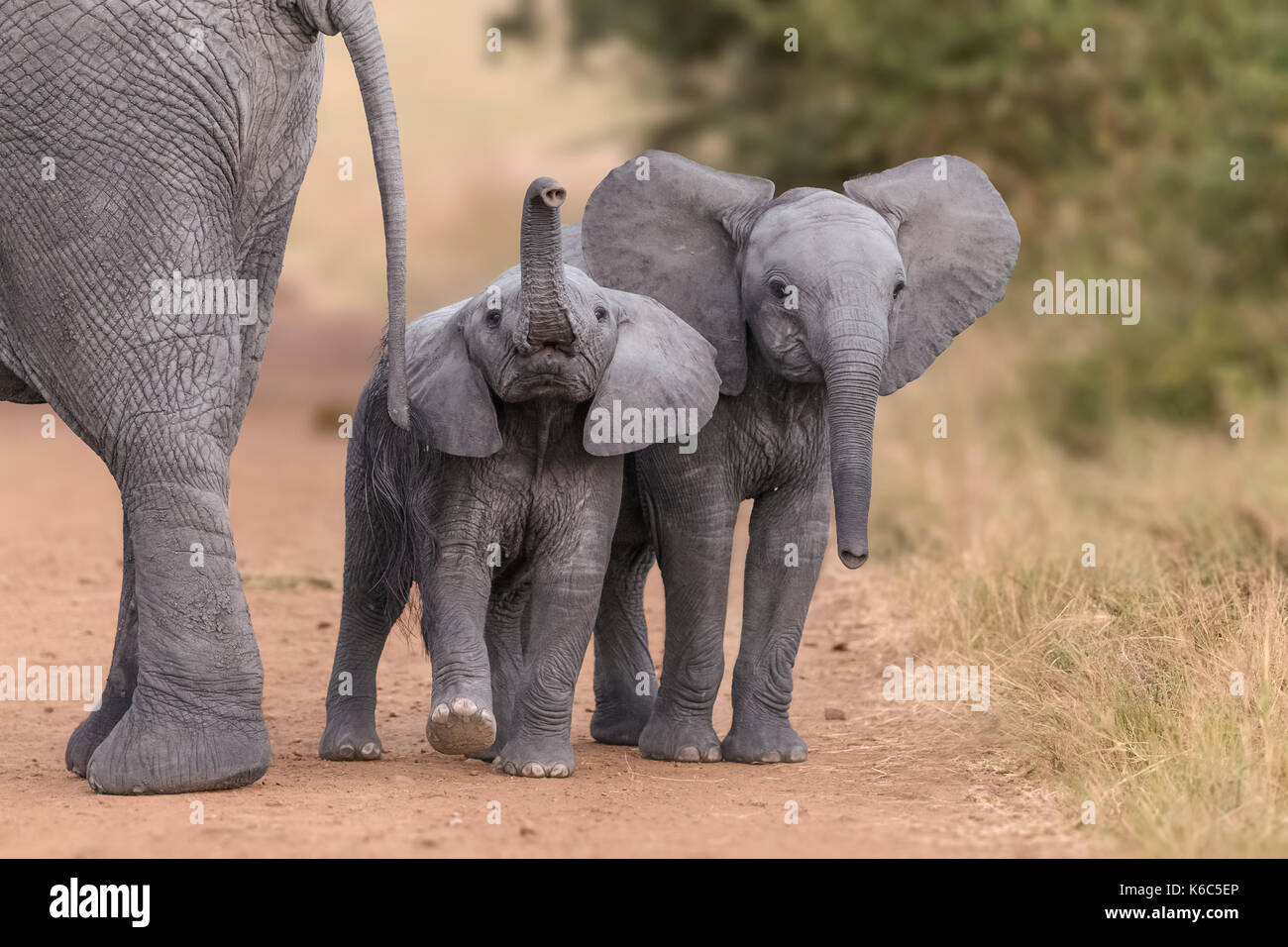 Baby Elefanten spielen in Kenia, Amboseli Stockfoto