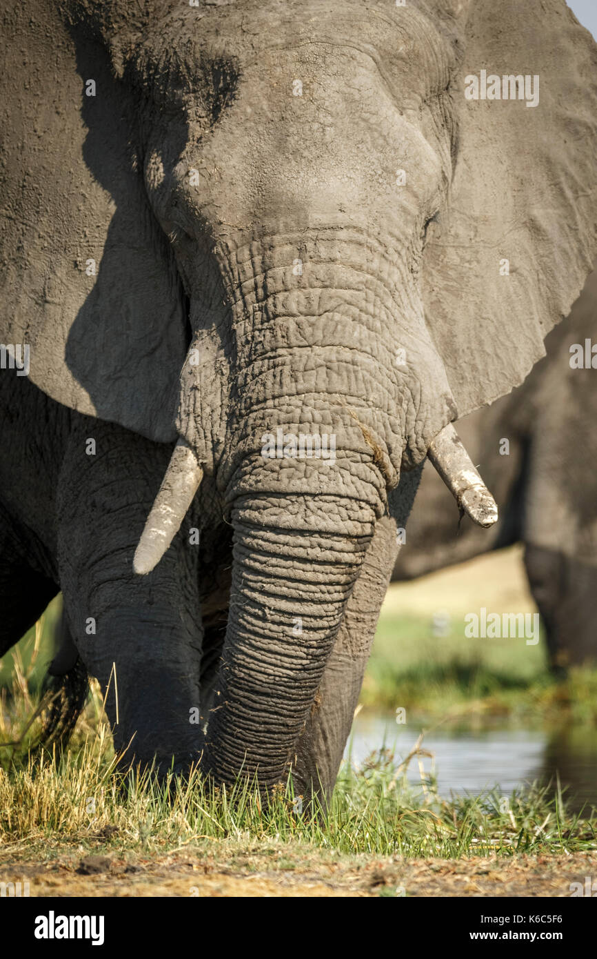 Elefanten am Fluss Khwai, Okavango Delta Stockfoto