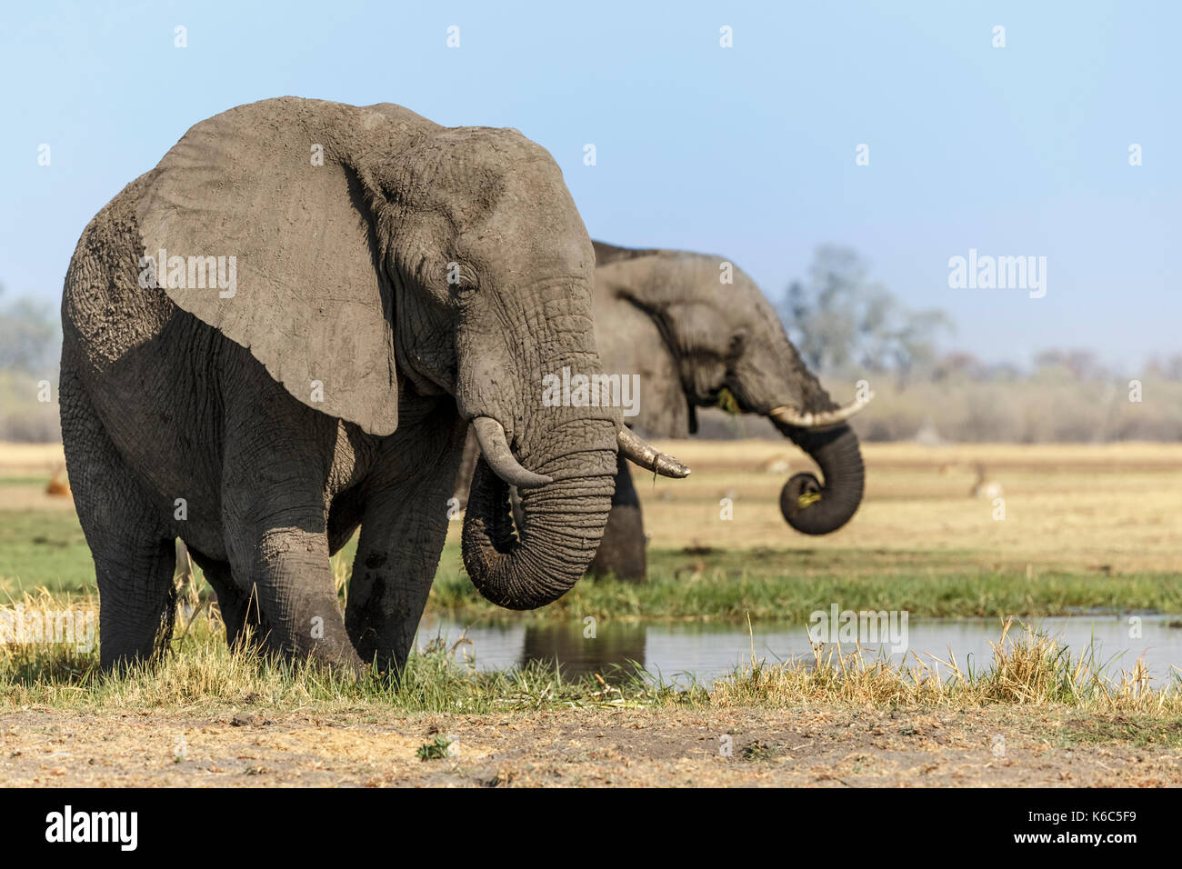 Elefanten am Fluss Khwai, Okavango Delta Stockfoto