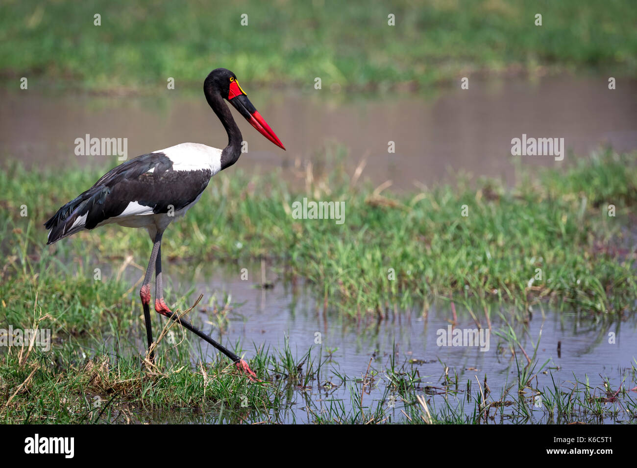 Saddle Billed Stork Angeln in Kwai River, Botswana Stockfoto