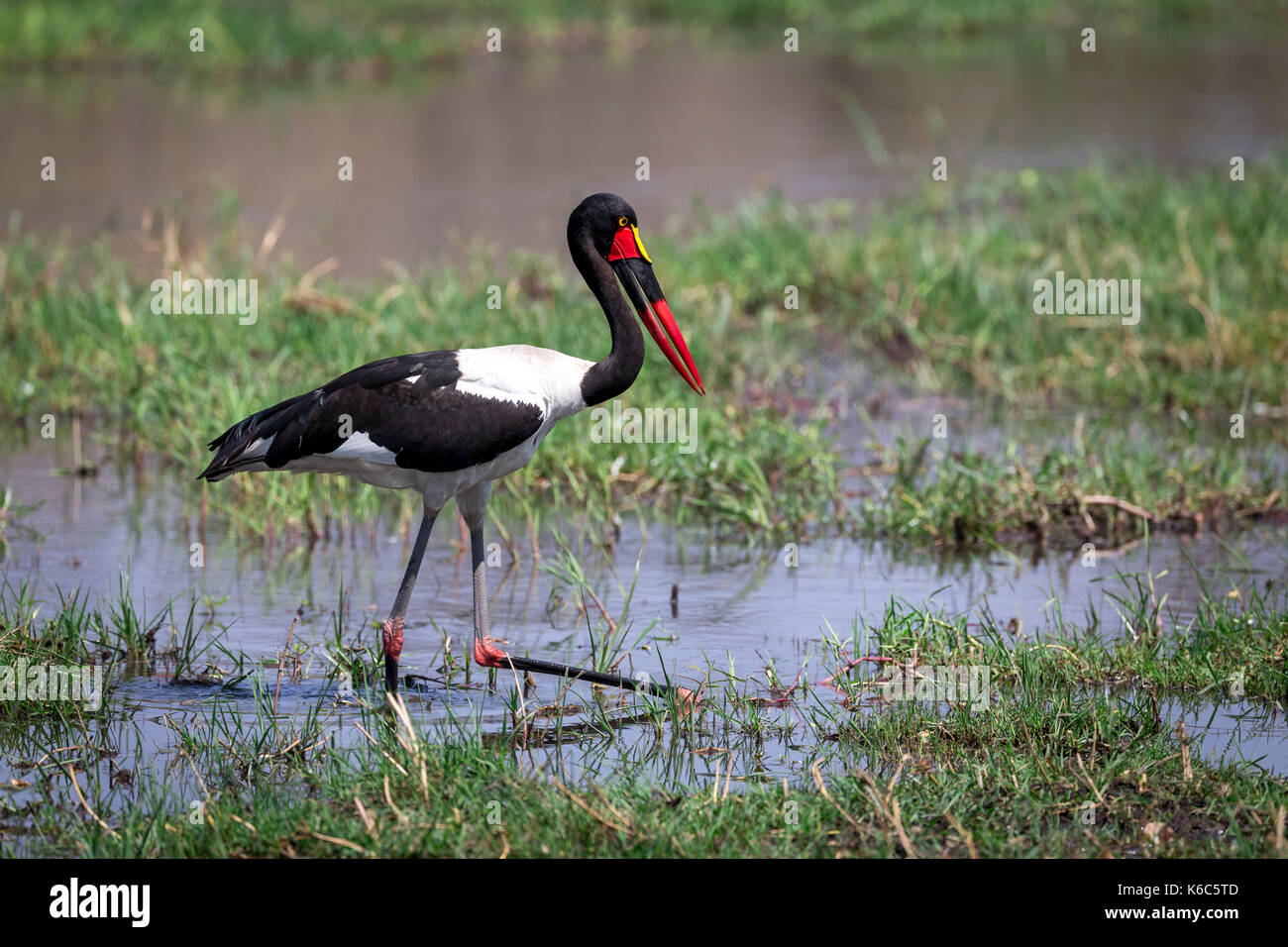 Saddle Billed Stork Angeln in Kwai River, Botswana Stockfoto